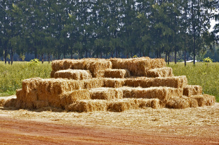  Straw bundle as amphitheater in front of pine tree row