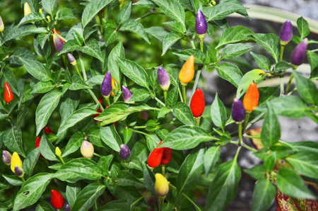 Seven colors of chili fruitsの写真素材