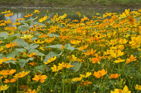 Beautiful yellow cosmos flowers as foregroundの写真素材