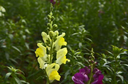 Beautiful yellow flowers on green blur backgroundの写真素材