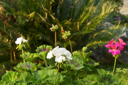 Beautiful white flowers with green leaves