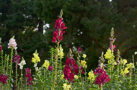 Beautiful flowers with dark green backgroundの写真素材