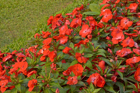 Corner of red garden balsam flowersの写真素材