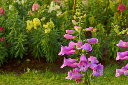 Beautiful pink flowers on blur background