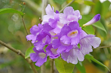 Violet garlic vine flowers on blur backgroundの写真素材