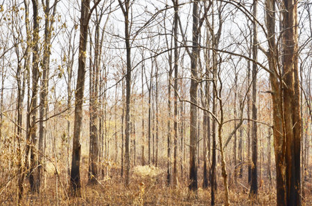 Teak trees after been on fireの写真素材
