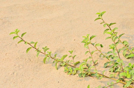 Fresh green tree buds with sandの写真素材