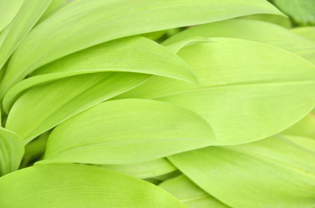 Pattern of beautiful multiple soft green leaves