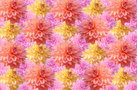 Beautiful color dahlia flowers as backgroundの写真素材