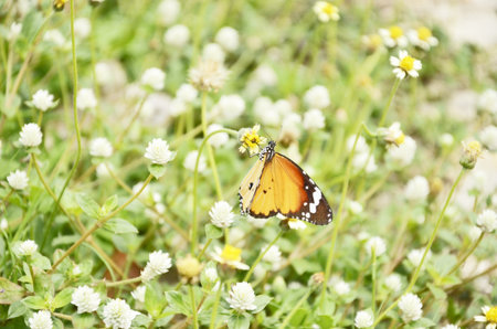 Buttefly and white flowersの写真素材