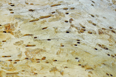 Hole of beetles in old dry wood landscapeの写真素材