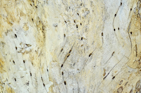 Hole of beetles in old dry wood