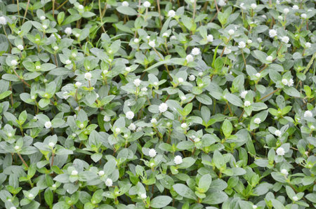 White wild flowers with green leaves