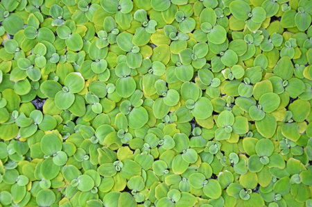Wonderful green duckweed pattern texture