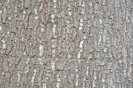  Wonderful pattern of bark texture