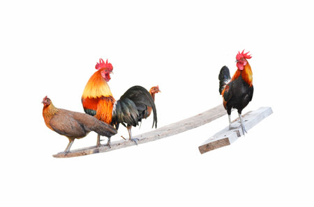 Beautiful cocks and hens on white backgroundの写真素材