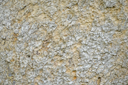 Pattern of tree bark texture