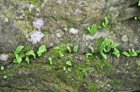 Fern and moss on the rockの写真素材