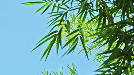 Green bamboo leaves on blue backgroundの写真素材