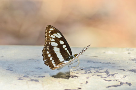 Dark brown and white buterfly on blur backgroundの写真素材