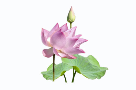 Pink lotus flowers with green leavesの写真素材