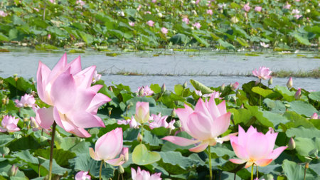 Soft pink lotus flowers in the canalの写真素材