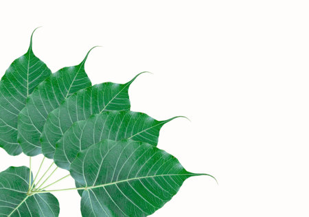 Beautiful green leaves on white backgroundの写真素材