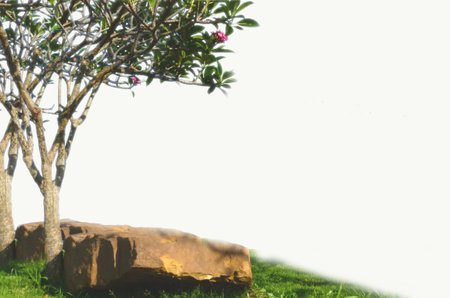 Trees and stone with grassの写真素材