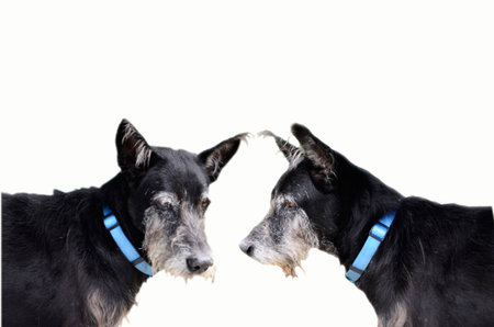  Black dog on white background