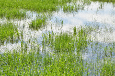 Fresh grass and cloudy sky reflexの写真素材