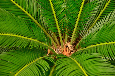 Top view of an old cycadの写真素材