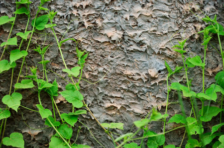 Green climber on concrete wall textureの写真素材