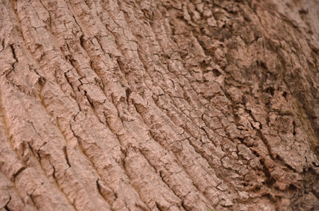 Brown tree bark closeup