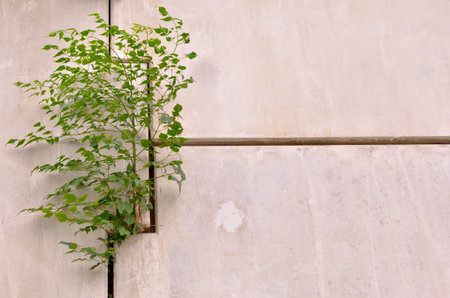 Green trees on concrete wallの写真素材
