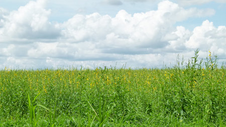 Crotalaria juncea field under rainy cloudの写真素材