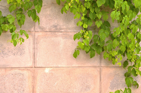 Green climber on the wallの写真素材