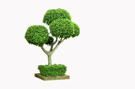 Green dwarf on white background