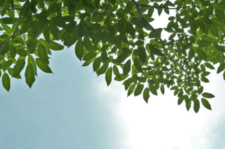 Beautiful green leaves with sky backgroundの写真素材