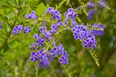 Violet Japan camellia flowers on treeの写真素材