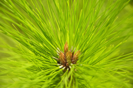 New buds of three leaf pine treeの写真素材