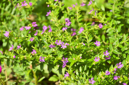  Violet Ground Morning Glory flowersの写真素材