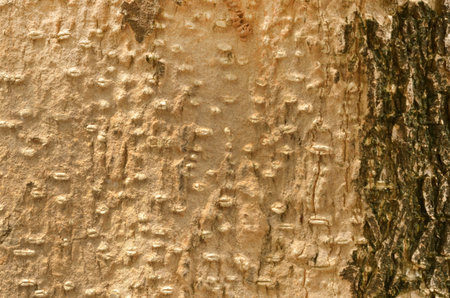 Wonderful pattern of old bark texture
