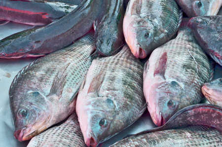 Fresh tilapia and catfish fishes showing for sale