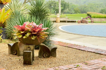 Pot of color pineapple trees near swimming poolの写真素材