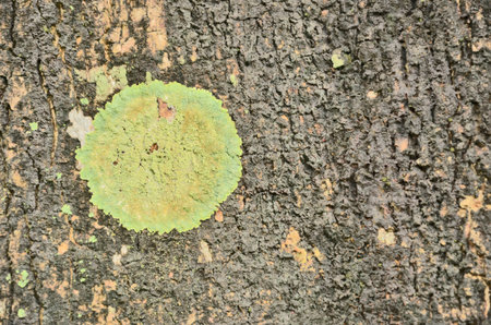 Beautiful lichens on old wet barkの写真素材