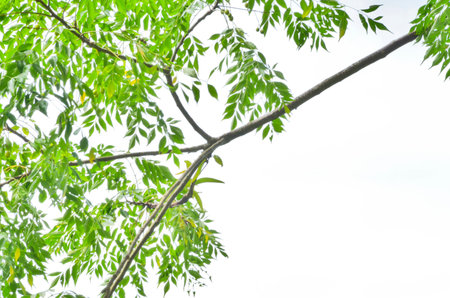 Green leaves and branches on white backgroundの写真素材