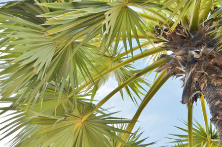 Green leaves of palm palm closeup