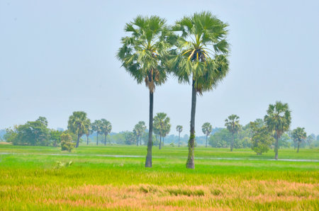 Beautiful grass field and palm treesの写真素材