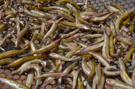 Dried small fish for cooking