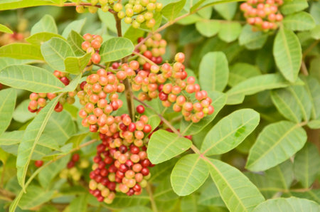  Small fruits with branch and leavesの写真素材